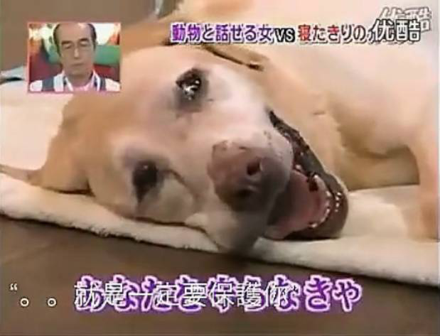 要讓人類聽懂動物的語言，AI還需克服哪些難題？