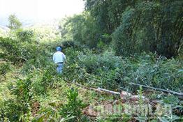 新平供電：清除樹(shù)障