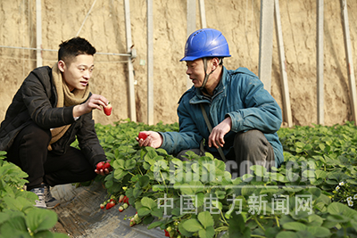 淄博供電:服務特色農業(yè)