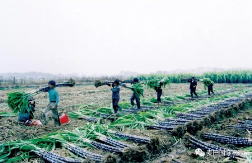 麥田國(guó)際——麥田里的守望者，“互聯(lián)網(wǎng)+農(nóng)業(yè)”的先行者
