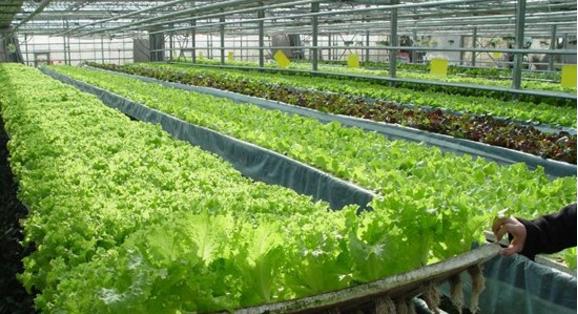 互聯(lián)網(wǎng)+農(nóng)業(yè) 下一個風口！