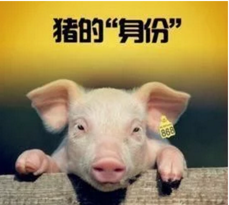 智能化養(yǎng)豬系統(tǒng)，現(xiàn)代化農(nóng)業(yè)發(fā)展之路