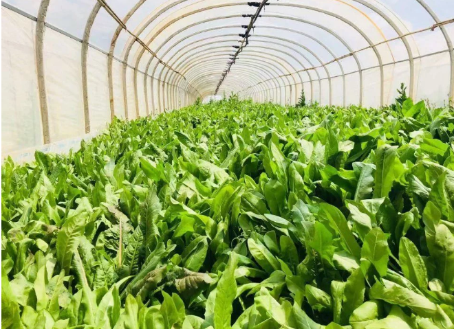 智能化養(yǎng)豬系統(tǒng)，現(xiàn)代化農(nóng)業(yè)發(fā)展之路