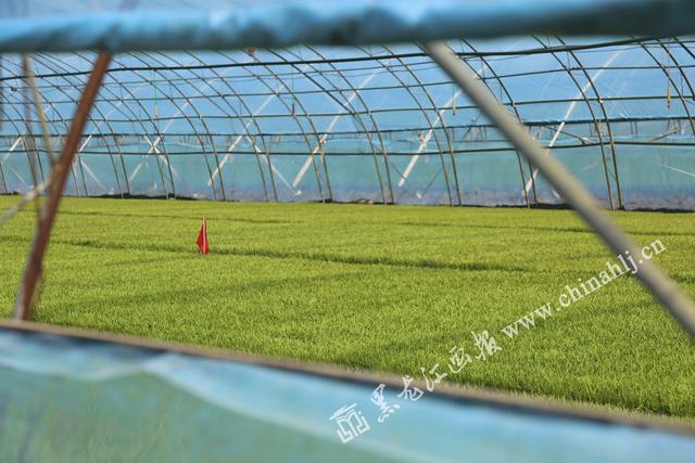 富錦 “互聯(lián)網(wǎng)+農(nóng)業(yè)”搭建智慧農(nóng)業(yè)新平臺(tái)