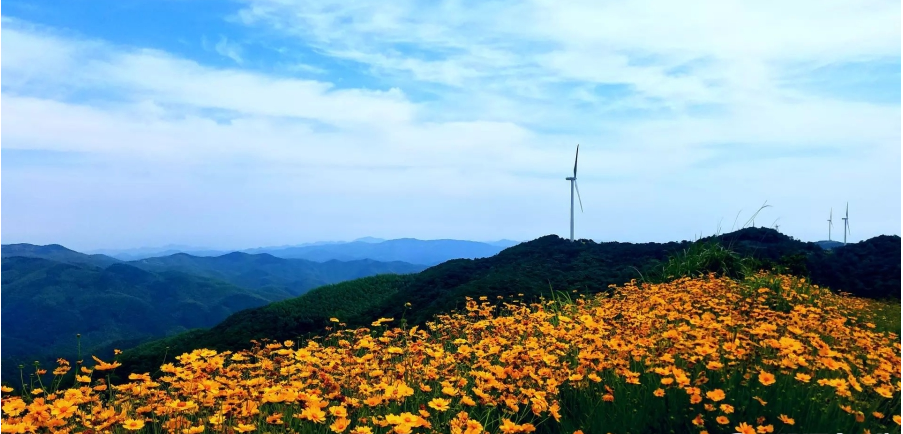 寧波一條風電工程道路 變身“最美鮮花風車公路”