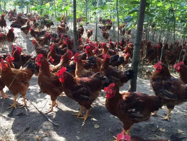 互聯(lián)網(wǎng)大佬的頂級(jí)飯局都吃啥？網(wǎng)友：看到了生態(tài)農(nóng)業(yè)的明天！