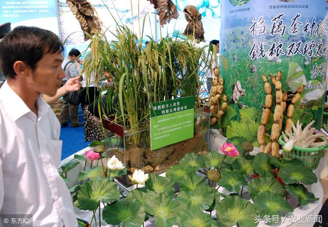 農(nóng)業(yè)特色互聯(lián)網(wǎng)小鎮(zhèn)該怎么建