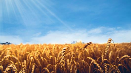 放眼全球農(nóng)業(yè)產(chǎn)業(yè)鏈，遠航集團打造國際農(nóng)業(yè)生態(tài)鏈