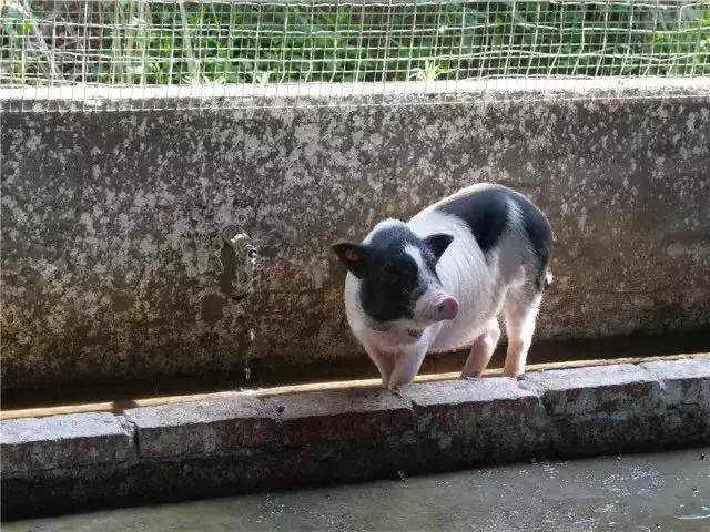 國務(wù)院常務(wù)會議鼓勵的“互聯(lián)網(wǎng)+農(nóng)業(yè)”創(chuàng)新手段，幫你找到了案例