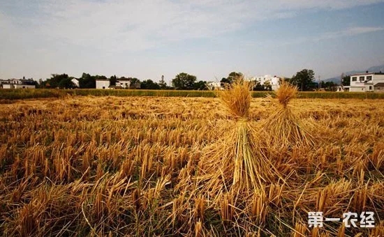 鄉(xiāng)村振興中的“互聯(lián)網(wǎng)+農(nóng)業(yè)”到底指的是什么？